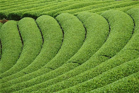 shrub - Tea plantation, Japan Stock Photo - Premium Royalty-Free, Code: 633-03194639
