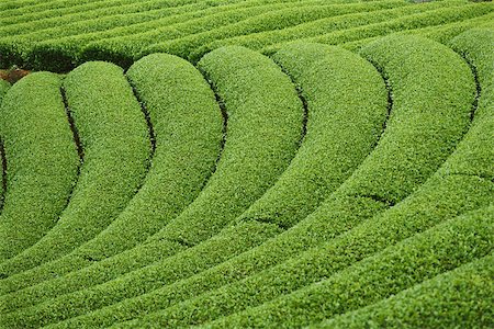 farmland backgrounds - Plantation de thé, Japon Photographie de stock - Premium Libres de Droits, Code: 633-03194639