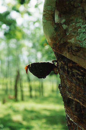 rubber plant trunk pictures - Para Rubber Tree (Hevea brasiliensis), being tapped to collect latex, Sri Lanka Stock Photo - Premium Royalty-Free, Code: 633-03194633