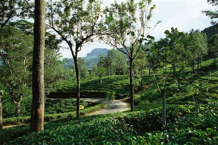 darjeeling tea - Tea plantation, mongoose crossing path in distance, Darjeeling, India Stock Photo - Premium Royalty-Free, Code: 633-03194646