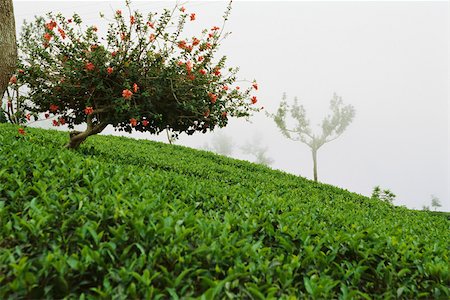 darjeeling tea - Tea plantation in mist, Darjeeling, India Stock Photo - Premium Royalty-Free, Code: 633-03194647