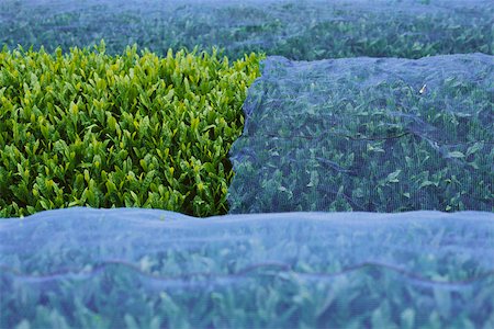 Tea plants covered with netting, Japan Foto de stock - Sin royalties Premium, Código: 633-03194642