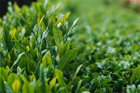 fullframe - Tea plants, close-up Stock Photo - Premium Royalty-Free, Code: 633-03194643