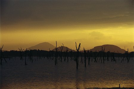 snag tree - Dead trees standing in lake, silhouetted against golden twilit sky, Sri Lanka Stock Photo - Premium Royalty-Free, Code: 633-03194656