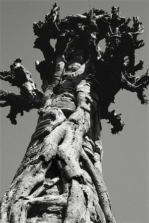 Roots covering top of stupa at Indein Temple near Inle Lake, Myanmar, low angle view Stock Photo - Premium Royalty-Free, Code: 633-03194673