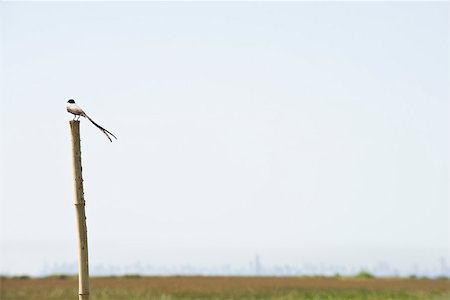 Oiseau perché sur poteau en bois Photographie de stock - Premium Libres de Droits, Code: 633-03194729