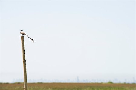 simsearch:600-03503078,k - Bird perched on wooden post Foto de stock - Royalty Free Premium, Número: 633-03194729