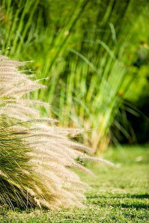 Argentez l'herbe japonais Photographie de stock - Premium Libres de Droits, Code: 633-03194742