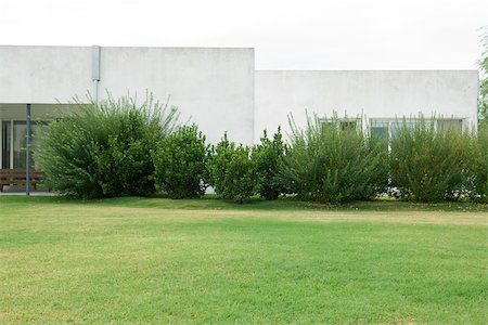 shrub - Parc paysager d'immeuble de bureaux Photographie de stock - Premium Libres de Droits, Code: 633-03444478