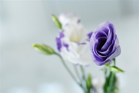 simsearch:633-01992583,k - Purple and white lisianthus flower buds opening Stock Photo - Premium Royalty-Free, Code: 633-03444484