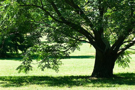 shade - Shade tree Stock Photo - Premium Royalty-Free, Code: 633-03444485