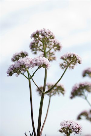 simsearch:633-06322309,k - Valerian (Valeriana officinalis) Stock Photo - Premium Royalty-Free, Code: 633-03444642