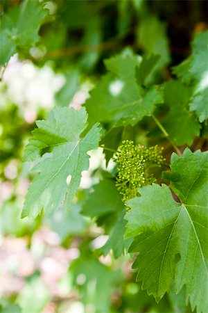 Leafy grapevines Stock Photo - Premium Royalty-Free, Code: 633-03444754