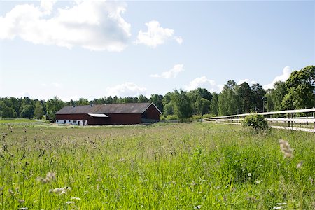 simsearch:633-05401596,k - Field of tall grass, barn in distance Stock Photo - Premium Royalty-Free, Code: 633-03444762