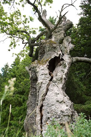 druchhaltevermögen - Gnarled, cracked trunk of old tree Foto de stock - Sin royalties Premium, Código: 633-03444775