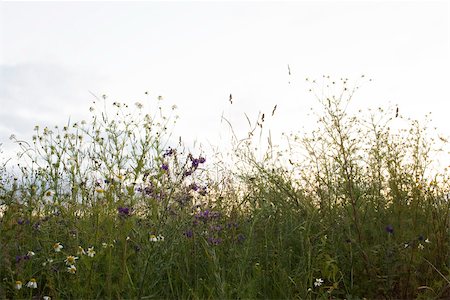 Wildflowers against pale sky Foto de stock - Sin royalties Premium, Código: 633-03444795