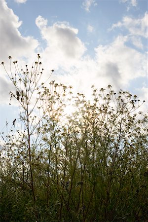 Wildflowers against cloudy sky Foto de stock - Sin royalties Premium, Código: 633-03444806