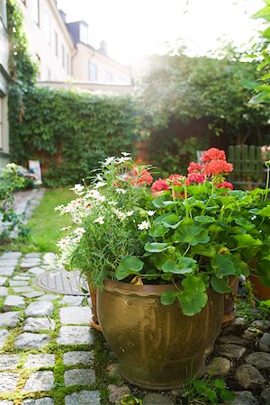 spring garden vertical nobody - Geraniums and marguerite daisies growing in pot Stock Photo - Premium Royalty-Free, Code: 633-03444819