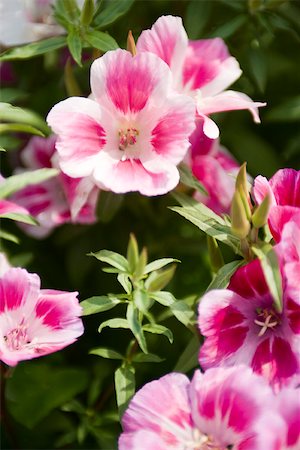 simsearch:633-03444861,k - Adieu au printemps (Clarkia amoena) Photographie de stock - Premium Libres de Droits, Code: 633-03444811