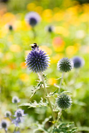 simsearch:633-01837120,k - Buff-tailed bumblebee (Bombus terrestris) collecting pollen from globe thistle (Echninops ritro) Foto de stock - Sin royalties Premium, Código: 633-03444827