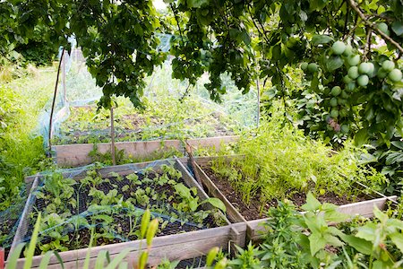 Netting protecting vegetables growing in garden Stock Photo - Premium Royalty-Free, Code: 633-03444856