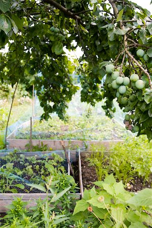 Filet de protection légumes poussant dans le jardin Photographie de stock - Premium Libres de Droits, Code: 633-03444857