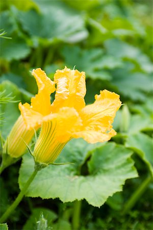 Flowering squash plant Stock Photo - Premium Royalty-Free, Code: 633-03444853