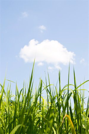 Spitzen von Zuckerrohr Stiele gegen blauen Himmel Stockbilder - Premium RF Lizenzfrei, Bildnummer: 633-03444869