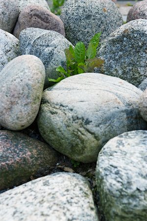 simsearch:633-01714510,k - Solitary plant growing amongst rocks Foto de stock - Sin royalties Premium, Código: 633-03444860