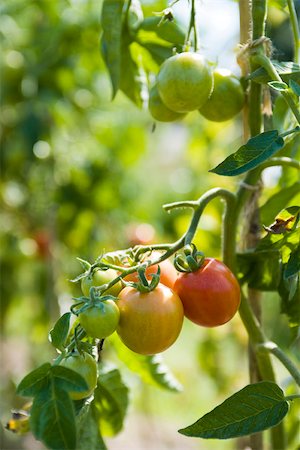 plant de tomate - Tomates à maturation sur vigne Photographie de stock - Premium Libres de Droits, Code: 633-03444883