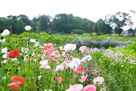 platebandes de fleur - Coquelicots fleurs qui poussent dans le jardin Photographie de stock - Premium Libres de Droits, Code: 633-03444897