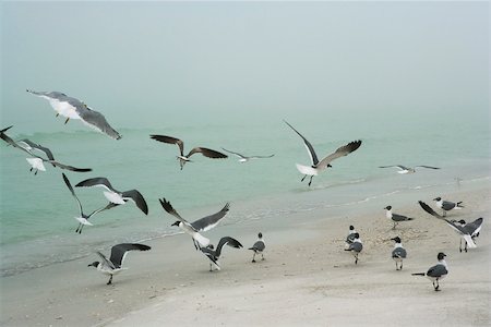 Troupeau de mouettes d'atterrissage sur la plage Photographie de stock - Premium Libres de Droits, Code: 633-03444914
