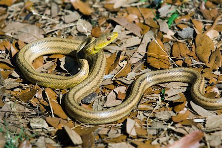 simsearch:633-08639045,k - Yellow rat snake (Elaphe obsoleta quadrivittata) Stock Photo - Premium Royalty-Free, Code: 633-03444926