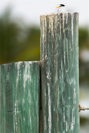 simsearch:625-01263590,k - Least Tern (Sternula antillarum) resting on wooden post Foto de stock - Sin royalties Premium, Código: 633-03444934