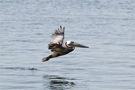 simsearch:633-03444915,k - Brown Pelican in flight over water Stock Photo - Premium Royalty-Free, Code: 633-03444937