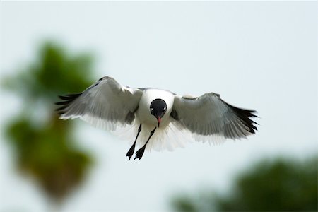 simsearch:400-04277227,k - Laughing Gull in mid-flight Stock Photo - Premium Royalty-Free, Code: 633-03444932