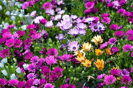 dimorphotheca - Dimorphotheca ecklonis fleurs Photographie de stock - Premium Libres de Droits, Code: 644-01436812