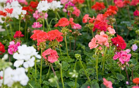 Fleurs de géranium Photographie de stock - Premium Libres de Droits, Code: 644-01436828