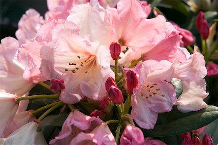 rododendro - Rhododendron flowers Foto de stock - Royalty Free Premium, Número: 644-01436839