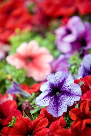 petunia - Petunia flowers Foto de stock - Sin royalties Premium, Código: 644-01436843