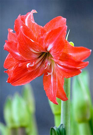 Amaryllis flower Foto de stock - Royalty Free Premium, Número: 644-01436858