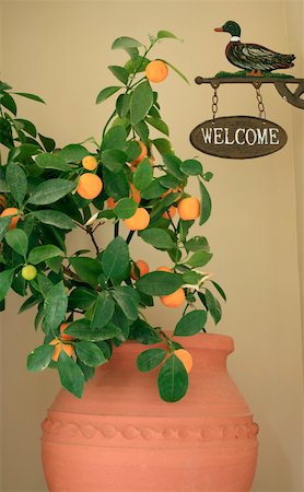 simsearch:644-01437140,k - Potted plant and welcome sign Stock Photo - Premium Royalty-Free, Code: 644-01437140