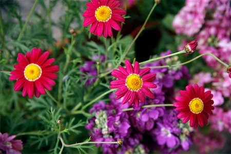 Pink and purple flowers Stock Photo - Premium Royalty-Free, Code: 644-01437152