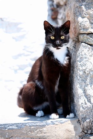 Black and white cat Stock Photo - Premium Royalty-Free, Code: 644-01437710