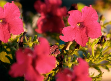 flowers greece - Closeup of flowers Stock Photo - Premium Royalty-Free, Code: 644-01437814