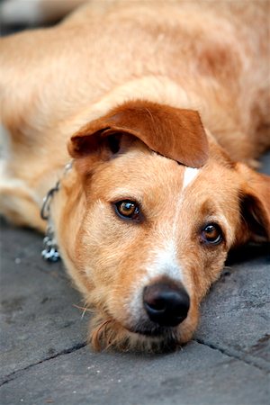 simsearch:644-01437946,k - Closeup of dog lying down Foto de stock - Royalty Free Premium, Número: 644-01437909