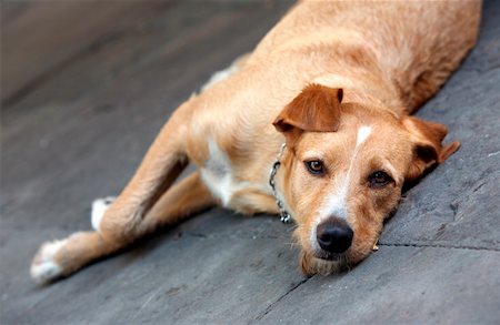 simsearch:644-01437946,k - Dog lying down Foto de stock - Royalty Free Premium, Número: 644-01437910