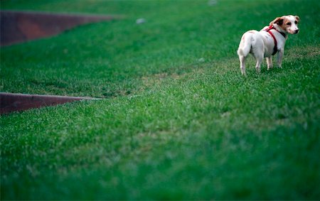 simsearch:644-01437946,k - Dog in the park Foto de stock - Royalty Free Premium, Número: 644-01437912