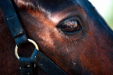 simsearch:644-01437946,k - Closeup horse's eye Foto de stock - Royalty Free Premium, Número: 644-01437946