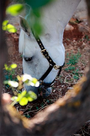 simsearch:644-01437946,k - Closeup of horse eating Foto de stock - Royalty Free Premium, Número: 644-01437947